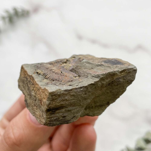 Трилобит Elipsocephalus hoffi