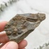Трилобит Elipsocephalus hoffi