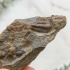 Трилобит Elipsocephalus hoffi