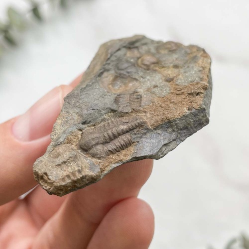 Трилобит Elipsocephalus hoffi