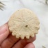 Ёж Heliophora orbiculus