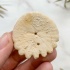 Ёж Heliophora orbiculus