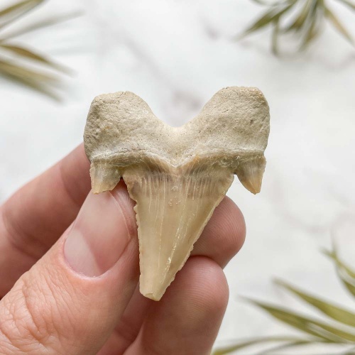 Зуб акулы Otodus Obliquus