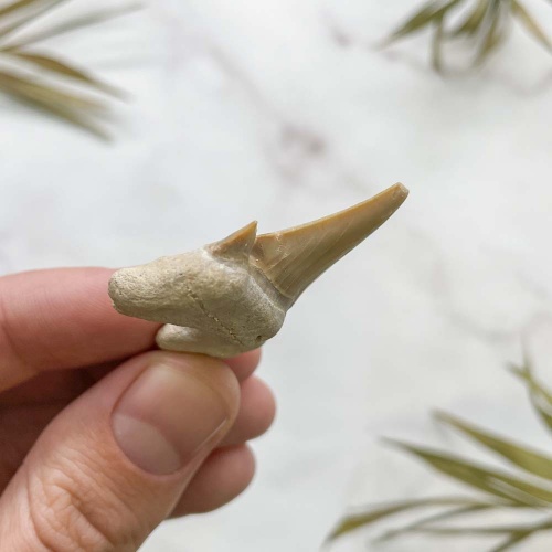 Зуб акулы Otodus Obliquus