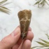 Зуб Мозазавра anceps
