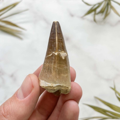 Зуб Мозазавра anceps