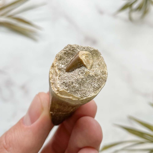 Зуб Мозазавра anceps