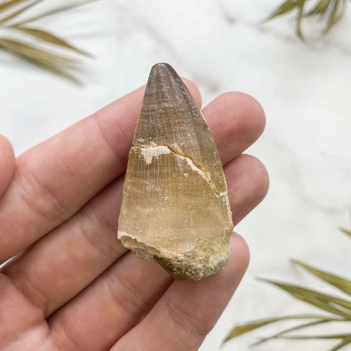 Зуб Мозазавра anceps