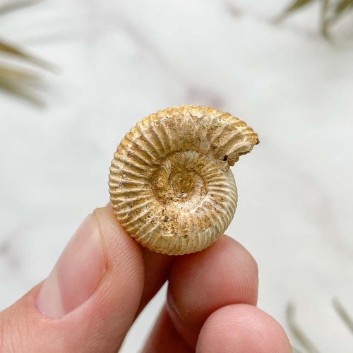 Аммонит Perisphinctes