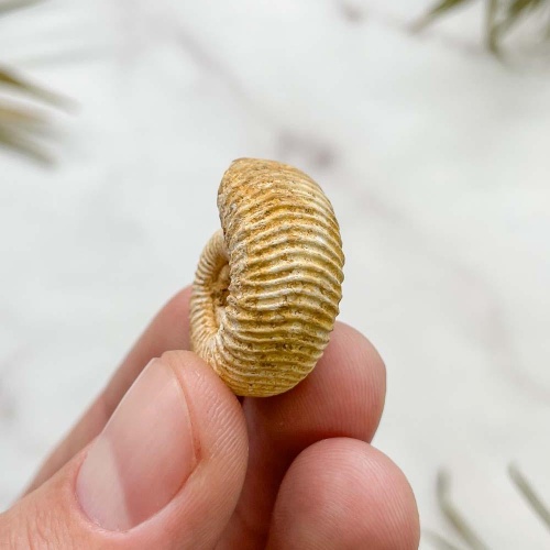 Аммонит Perisphinctes