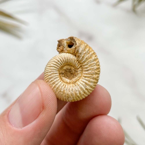Аммонит Perisphinctes