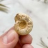 Аммонит Perisphinctes
