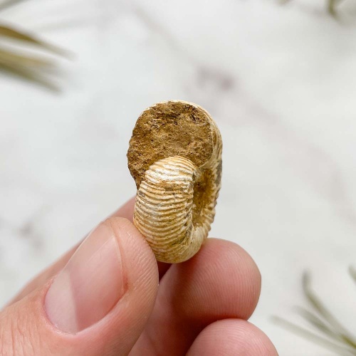 Аммонит Perisphinctes