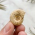 Аммонит Perisphinctes