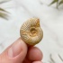 Аммонит Perisphinctes