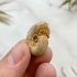 Аммонит Perisphinctes