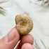 Аммонит Perisphinctes