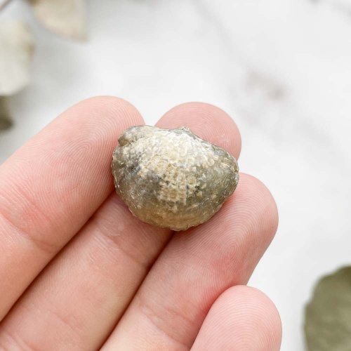 Брахиопода