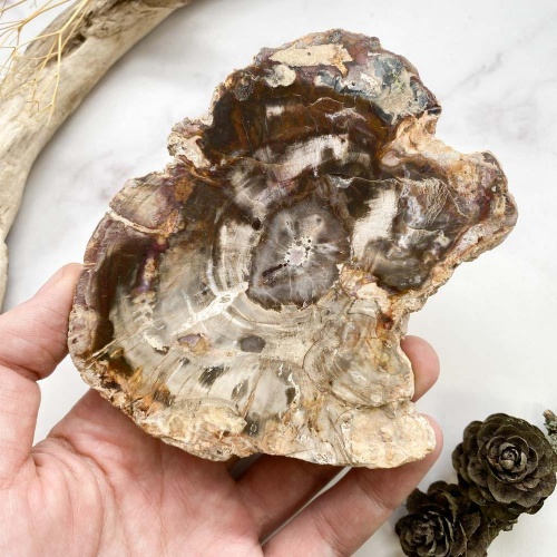 Окаменелое дерево