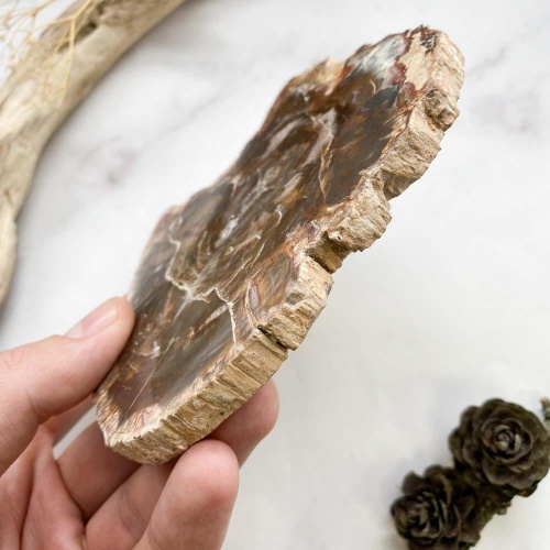 Окаменелое дерево