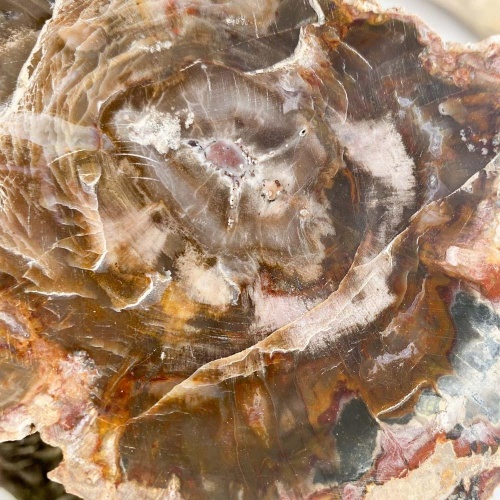 Окаменелое дерево