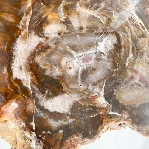 Окаменелое дерево