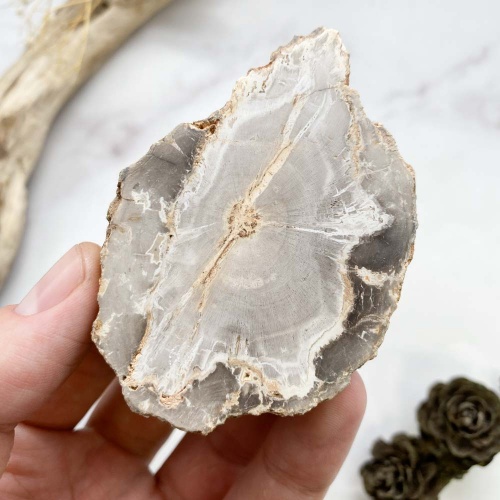 Окаменелое дерево