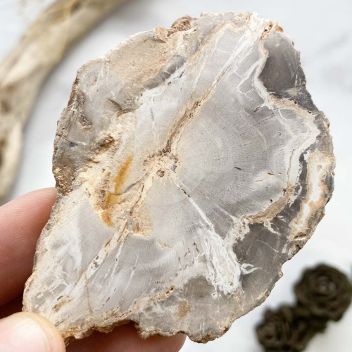 Окаменелое дерево