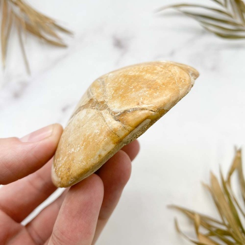 Морской Ёж Pygurus depressus
