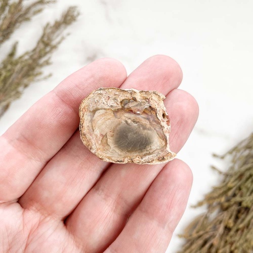 Окаменелое дерево