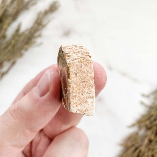 Окаменелое дерево