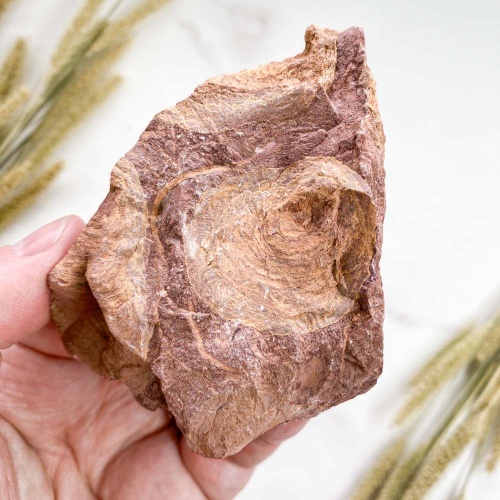 Строматолит Jurusania