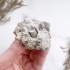 Криноидеи (морские лилии)