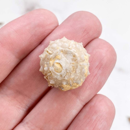 Морской Еж Goniopygus sp