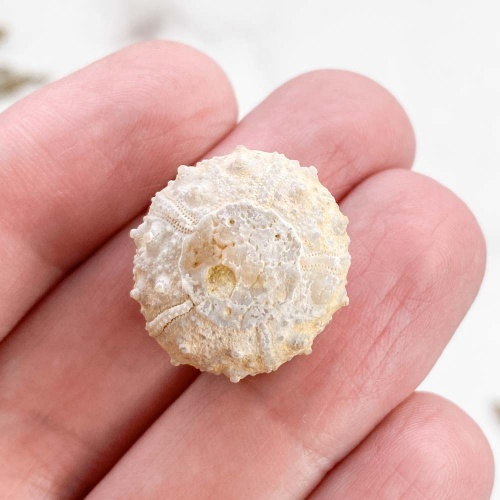 Морской Еж Goniopygus sp