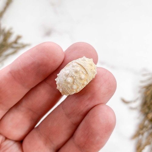 Морской Еж Goniopygus sp