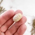 Морской Еж Goniopygus sp