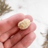 Морской Еж Goniopygus sp