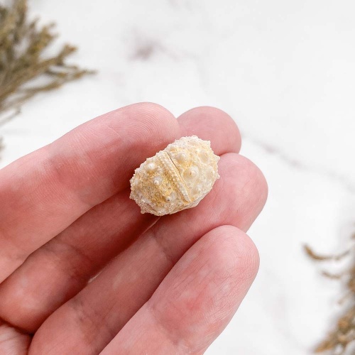 Морской Еж Goniopygus sp