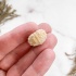 Морской Еж Goniopygus sp