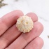 Морской Еж Goniopygus sp