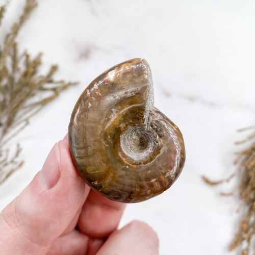 Аммонит Cleoniceras sp.