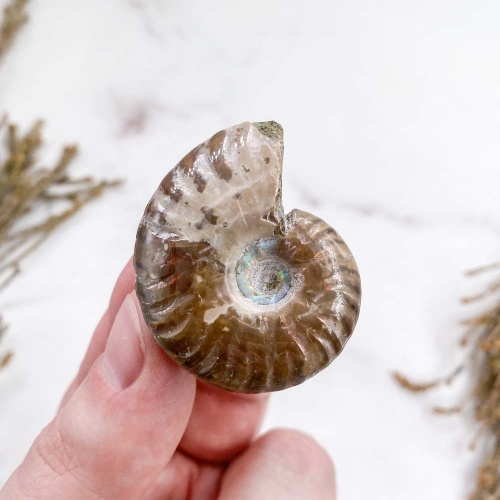 Аммонит Cleoniceras sp.