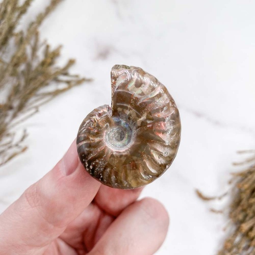 Аммонит Cleoniceras sp.