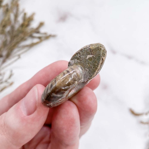 Аммонит Cleoniceras sp.