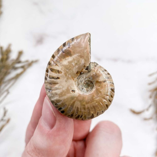 Аммонит Cleoniceras sp.