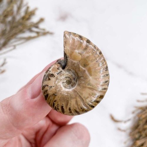 Аммонит Cleoniceras sp.