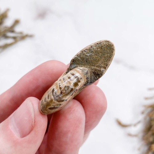 Аммонит Cleoniceras sp.