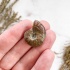 Аммонит Cleoniceras sp.