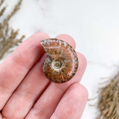 Аммонит Cleoniceras sp.